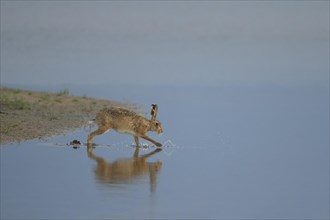 Brown hare (Lepus europaeus) adult animal running across shallow water of a lagoon, Lincolnshire,