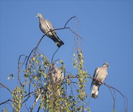 Common wood pigeon (Columba palumbus), young bird and adult sitting in a birch (Betula), Lower