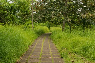 Campuhan ridge walk, Bali, Indonesia, track on the hill with grass, large trees, jungle and rice