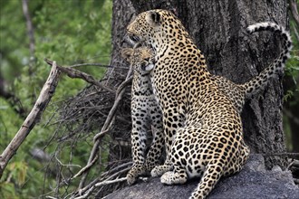 Leopard (Panthera pardus), adult with young, observed, social behaviour, Sabi Sand Game Reserve,