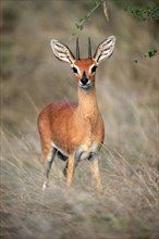 Steenbok (Raphicerus campestris), adult, male, vigilant, dwarf antelope, Kruger National Park,