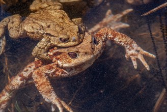Common toad (Bufo bufo) in a pond during the breeding season in spring. Haut-Rhin, Alsace, Grand