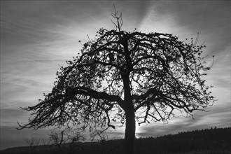 Silhouette of a single fruit tree in a meadow against the evening sky. Between Neckargemuend and
