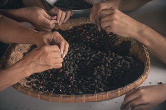 Overhead of hands peeling roasted cocoa seeds as a family work together to make handmade Filipino