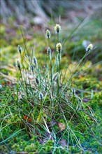Hare's-tail cottongrass (Eriophorum vaginatum), inflorescences, and peat moss (Sphagnum) or pale