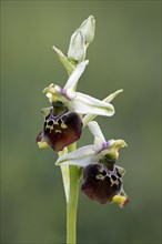 Bumblebee orchid