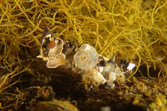 Larva of caddisfly (Trichoptera), dive site Zollbruecke, Rheinau, Rhine, High Rhine, Switzerland,
