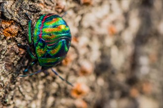 Closeup of colorful rainbow beetle crawling on side of tree