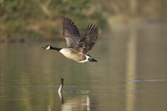 Canada goose (Branta canadensis) adult bird taking off from a lake being watched by a Great crested