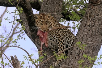 Leopard (Panthera pardus), adult, in tree, with prey, Sabi Sand Game Reserve, Kruger NP, Kruger