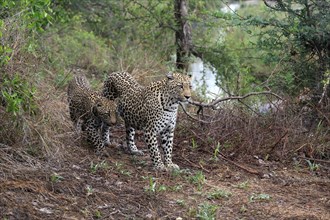 Leopard (Panthera pardus), adult, young, alert, Sabi Sand Game Reserve, Kruger NP, Kruger National
