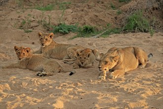 Lion (Panthera leo), cubs with mother, siblings, vigilant, Sabi Sand Game Reserve, Kruger National