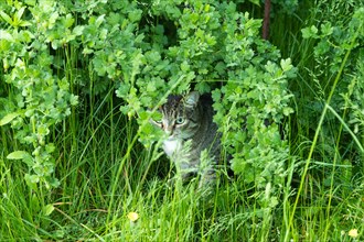Gray spotted cat with green eyes sits in the bushes and watches against a background of green