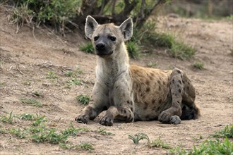 Spotted hyena (Crocuta crocuta), adult, sitting, observed, alert, Sabi Sand Game Reserve, Kruger