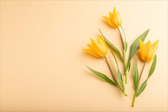 Orange tulip flowers on orange pastel background. side view, copy space, still life. Beauty,