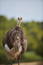 Common ostrich (Struthio camelus) female in the dessert, captive, distribution Africa