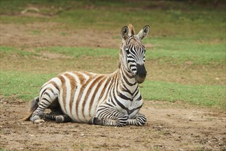 Plains zebra (Equus quagga) lying in the dessert, captive, distribution Africa