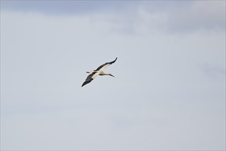White stork (Ciconia ciconia) flying in the sky, France, Europe