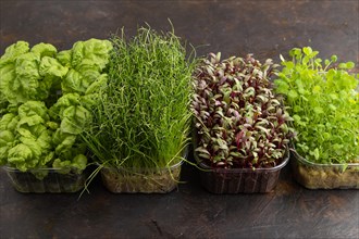 Set of boxes with microgreen sprouts of onion, clover, basil on black concrete background. Side