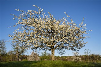 White blossoming fruit trees in a meadow in spring, the sky is blue, the sun is shining, it's