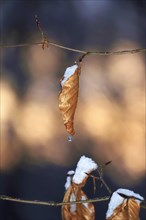 Beech leaves in winter, Germany, Europe