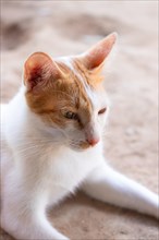 Close-up of a cute ginger cat with a soft focus background looking serene and calm bathe in summer