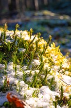 Frost-covered winter vegetation glistens in the early rays of the sun, Unterhaugstett, Black
