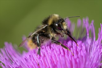Bumblebee, foraging on a thistle, Gahlen, North Rhine-Westphalia, Germany, Europe