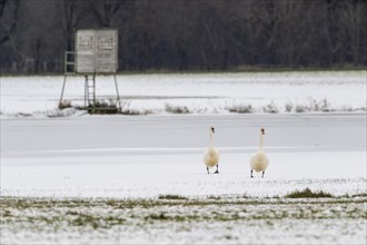 Mute swans (Cygnus olor), Emsland, Lower Saxony, Germany, Europe
