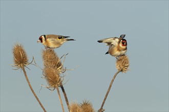 European goldfinch (Carduelis carduelis) two adult birds feeding on a Teasel (Dipsacus fullonum)