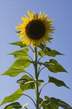 Sunflower (Helianthus annuus) in summer, Quebec, Canada, North America