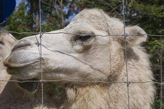 White Camel (Camelus) photographed in captivity through wire mesh fence, Quebec, Canada, North