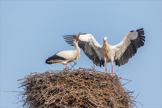 White stork (Ciconia ciconia) in the mating season in early spring, Bas-Rhin, Alsace, Grand Est,