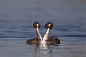 Great crested grebe (Podiceps cristatus) two adult birds performing their courtship display on a