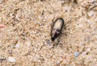 Common sun beetle (Amara aenea), metallic shining ground beetle runs over sandy ground, close-up,