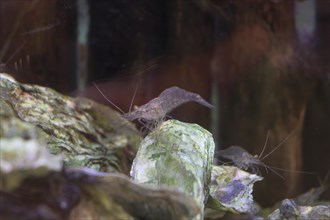 Brown shrimp (Crangon crangon) in the aquarium, NABU nature park Park House, Krummhoern-Greetsiel,