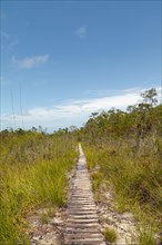 Wooden deck, jungle path in Bako national park, sunny day, blue sky and grass. Vacation, travel,