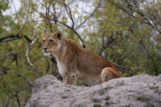 Lion (Panthera leo), adult, female, alert, on rocks, Sabi Sand Game Reserve, Kruger National Park,