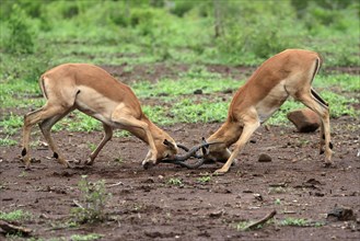 Black Heeler Antelope, (Aepyceros melampus), adult, male, two males, fighting, Kruger National