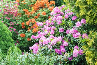 Beautiful azalea flowers of pink and orange color with green leaves in the garden. rhododendron