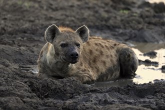 Spotted hyena (Crocuta crocuta), adult, in water, resting, Sabi Sand Game Reserve, Kruger National