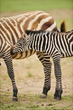 Plains zebra (Equus quagga) foal, portrait, captive, distribution Africa