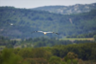 White stork (Ciconia ciconia) flying with hills in the backgound, France, Europe