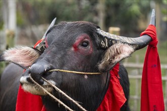 A decorated buffalo during traditional Moh-Juj (Buffalo fight) competition as a part of Magh Bihu