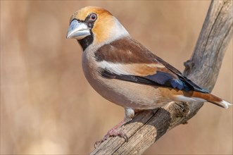 Hawfinch (Coccothraustes coccothraustes) sitting on a branch in the forest in winter. Bas-Rhin,