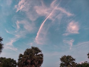 A serene sky at dusk with whispy clouds tinged with a pink hue above silhouetted palm trees