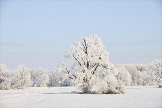 Snowy winter landscape near Polling an der Ammer. Polling, Paffenwinkel, Upper Bavaria, Germany,
