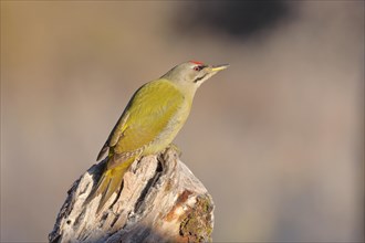 Grey-headed woodpecker (Picus canus), male sitting attentively on a tree root at sunrise, North