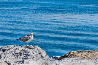 Closeup of seagull perched on boulder with blue ocean water blurred in background in Istanbul,
