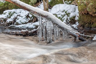 Icicles hanging from a branch above a stream. Bas-Rhin, Alsace, Grand Est, France, Europe